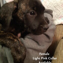 Cane Corso Puppies-4