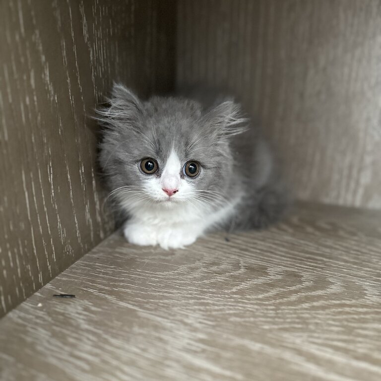 British Shorthair kittens -READY TO GO 