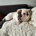 Beautiful English bulldog-1