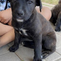 CANE CORSO SHEPPARD MIX PUPPIES-2