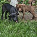 American bulldog puppies -4