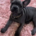 Beautiful French Bulldog -3