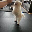 Friendly fluffy white pomeranian male!-1