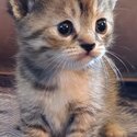 Unique persian tabby mix kittens -3