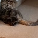 Jynx and Leo purebred Persians-3