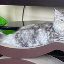 Gorgeous, sweet and gentle Maine coon. Female. Meet Muffin.-2