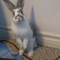 Bunny for rehoming -3