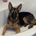 German Shepherd 9 months female-3