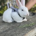 Cute white rabbit. Selling beacuse space is very less.-1