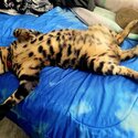 Male Unfixed Bengal for rehoming-3