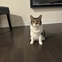 Adorable and Sweet Cat Seeking a Forever Home-1