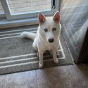 Nanuq the white Husky-3