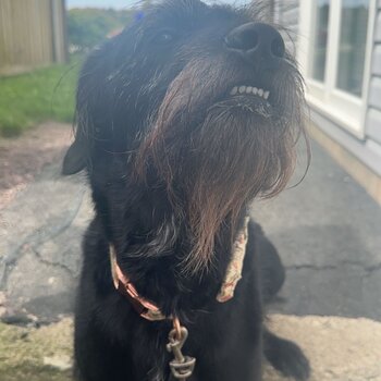 Black Lab - Newf - Sheep Dog mix