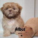 Quality Pure Bred Choco Liver Shih Tzu puppies-3