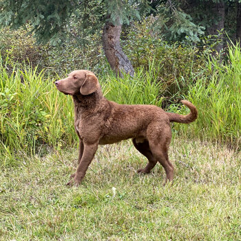 Chesapeake Bay Retriever for sale 