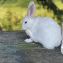 Cute white rabbit. Selling beacuse space is very less.-2