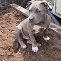 American Bully sweetheart waiting for his forever family-1