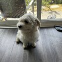 cute heavaneese- malteese dog for a loving new home-3