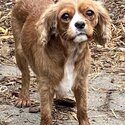 Female Cavalier King Charles Spaniel-1