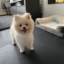 Friendly fluffy white pomeranian male!-4