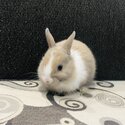 Netherland Dwarf Bunnies for sale-4