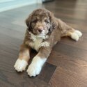 Sellling my 12 week old Aussiedoodle -2