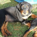 Purebred Rottweiler Puppies-2