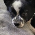 Oreo is looking for his forever home -0