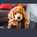 Miniature poodle 9 months old-4