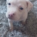 Pit bull puppies -1