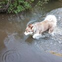 Alaskan malamute -0