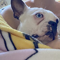 Boston terrier pup needs new family -2