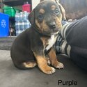  Catahoula Leopard Hound Puppies-3