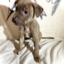 Puppies Ready For Adoption -2