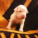 Dogo Argentino and bullybred blue nose pitbull-1