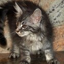 kitten in need of loving home-0