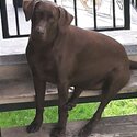 10 yearly old chocolate lab mix with dober -0