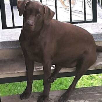 10 yearly old chocolate lab mix with dober 