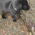 9 week old female puppy look g for her forever home -0