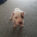 1 Male American Bulldog Pups-1