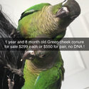 Green cheek and pineapple conure parrots -4