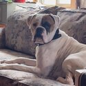 Boxer Puppies Looking For a Family To Love-4