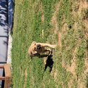 Mastiff Puppies-3