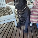 Purebred Mastiff puppies-1