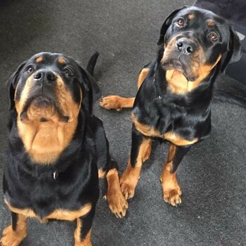 Rottweilers 