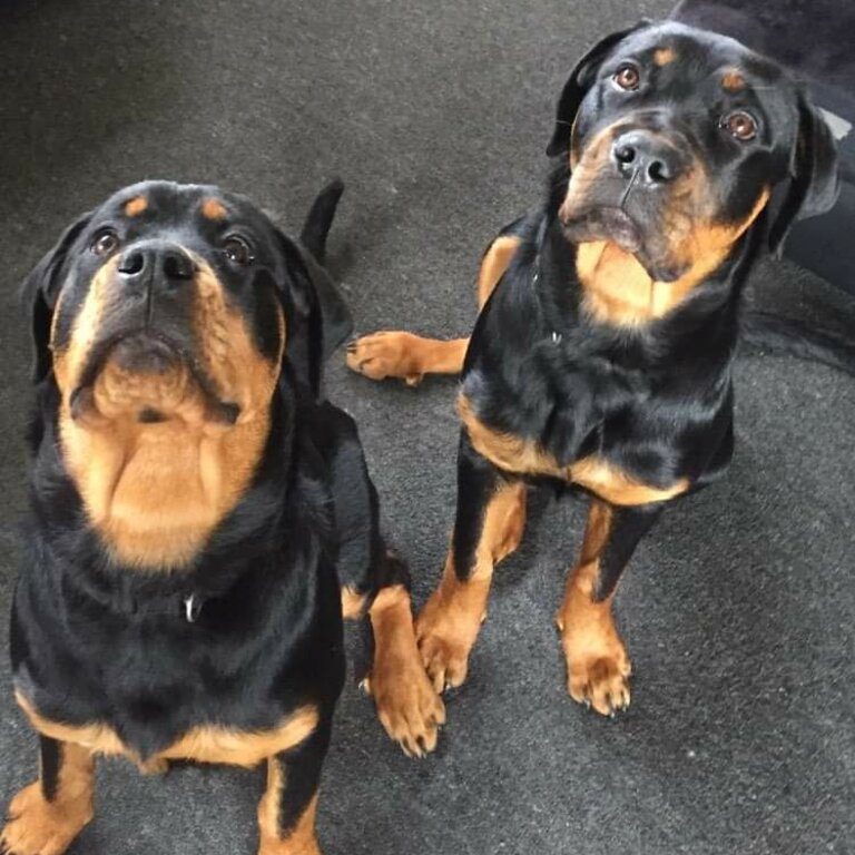 Rottweilers 