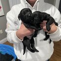 American Labrador Retriever Puppies For Sale -3