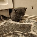 Standard Domestic Short Hair Kittens-0