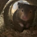 1 year old male syrian hamster brown rehome-1