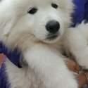 Great pyrenees puppy + crate, supplies and training with pro-0